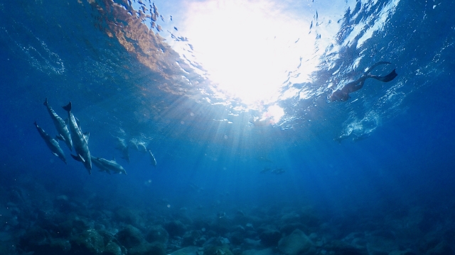 海